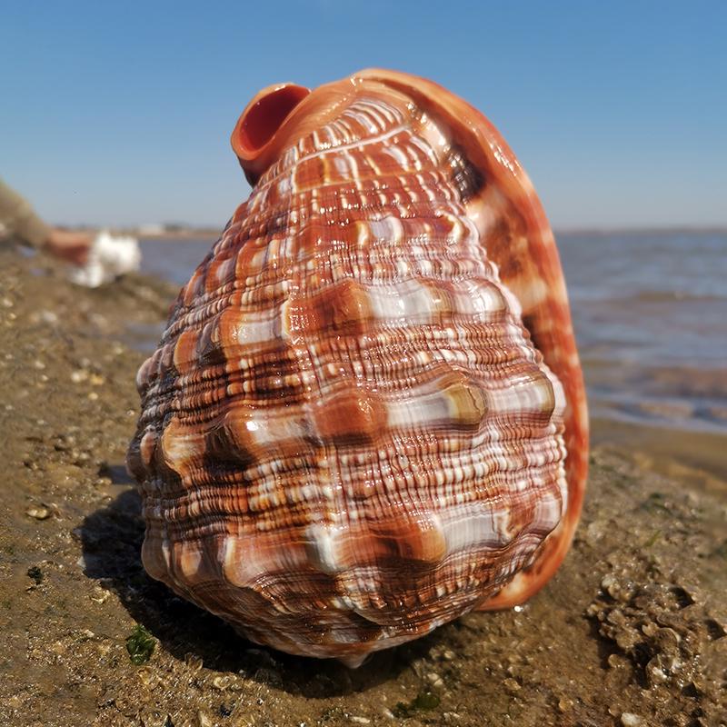 Large Conch Seashell Ornament for Wall Decor, Aquarium Aquascaping, and Sea Sound Collection