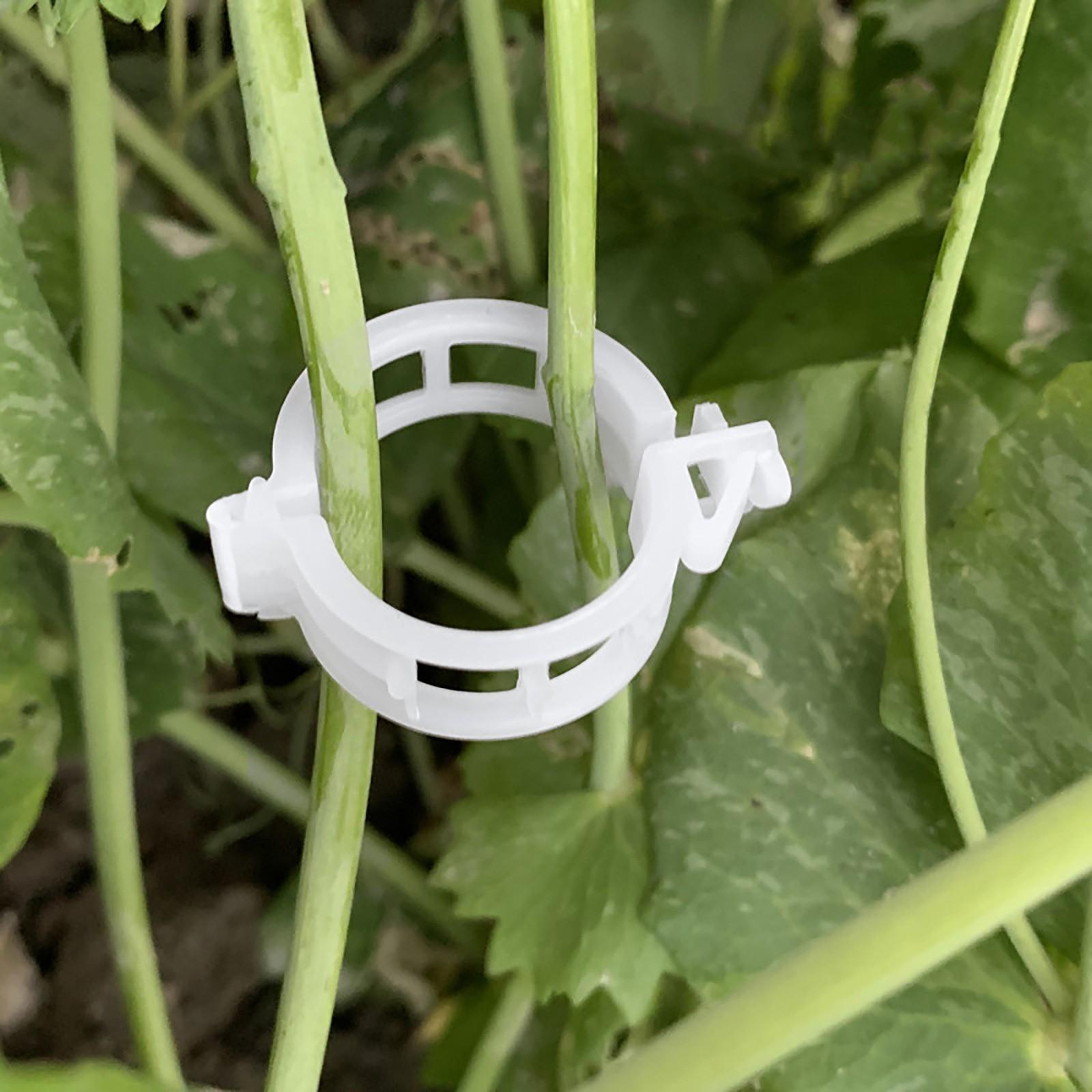 

Утолщенный зажим для фиксации растений Прививочный зажим Подвесное устройство Зажим для томатов Зажим для растений Пластиковый зажим для виноградной лозы Связывание ветвей One Size белый