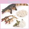Krokodil Reptil Wachstumszyklus Modell PVC Pädagogisches Spielzeug für den Unterricht im Klassenzimmer und zur Präsentation
