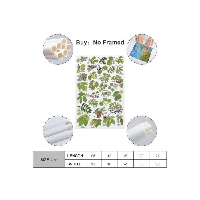 Poster Vintage Sur Toile - HNPBB - Plantes Et Feuilles - 40x60 Cm - Impression Moderne