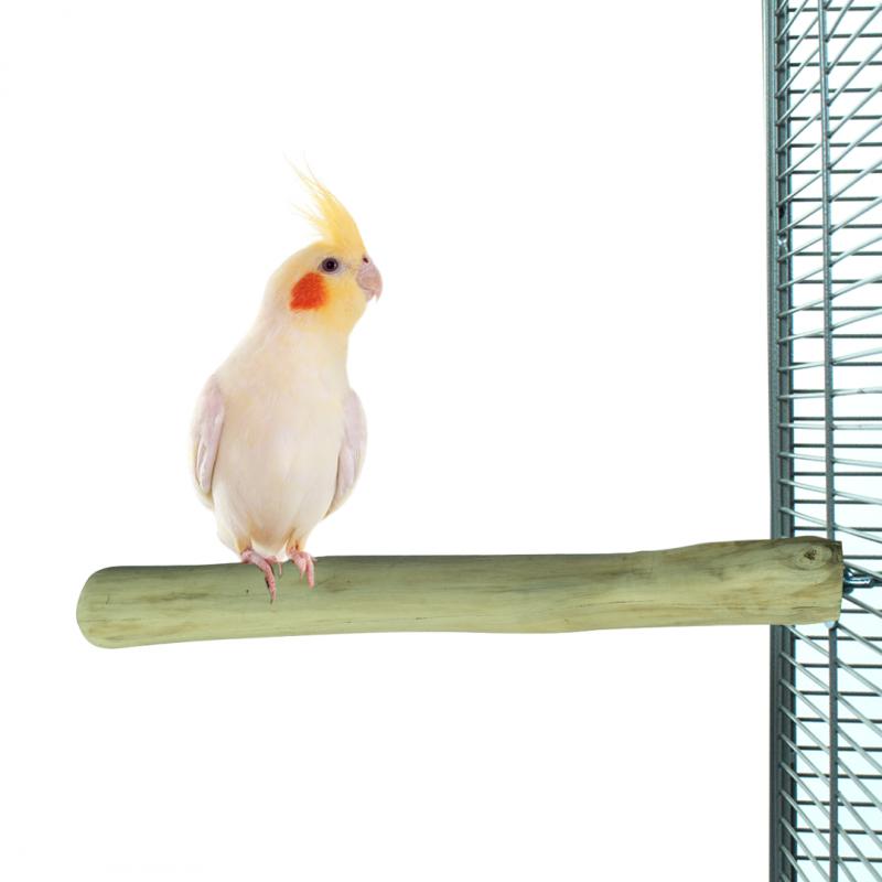 Java Perch Zitstok BACK ZOO NATURE - Natuurlijke Zitstok van Java Hout - 30x3-4 cm, Uniek en Bevestigbaar