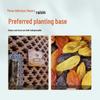Balang Turpan Premium Seedless Raisins
