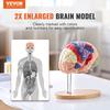 Human Brain Model Anatomy, 2X Life-Size 4-Part Human Brain Anatomical Model with Labels & Display Base, Color-Coded Detachable Brain Model for Science