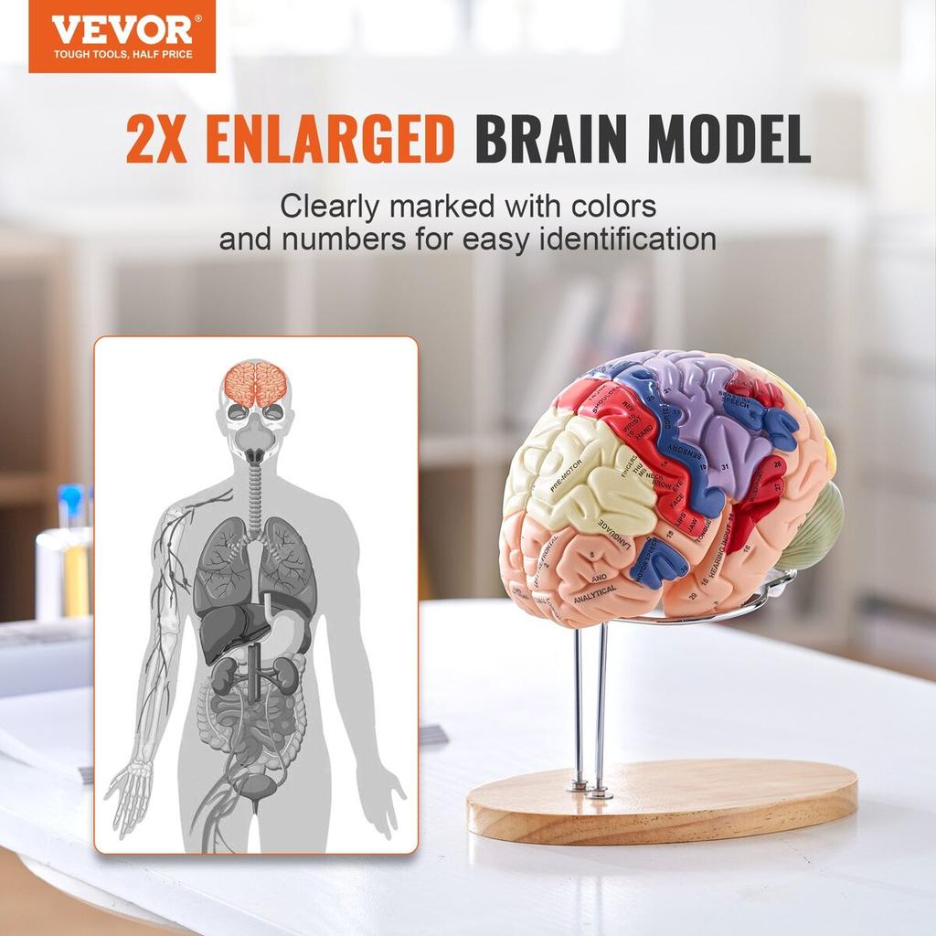 Human Brain Model Anatomy, 2X Life-Size 4-Part Human Brain Anatomical Model with Labels & Display Base, Color-Coded Detachable Brain Model for Science