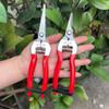 Orchard Fruit Picking Shears Picking Grapes and Melons Scissors Garden Fruit Tree Flower Branch Grafting Gardening Scissors