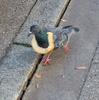 Neue Emaille Pin Taube Vogel Tier mit Toastbrot Essen lustig Metall Stecker Geschenk Geburtstag 1 Stück