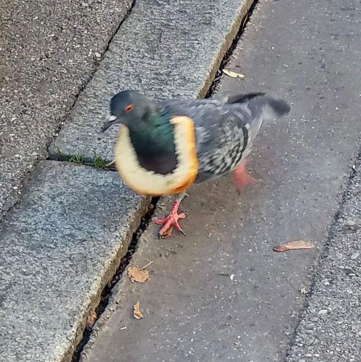 Neue Emaille Pin Taube Vogel Tier mit Toastbrot Essen lustig Metall Stecker Geschenk Geburtstag 1 Stück