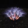 Aquarium Silicone Coral-Sunflower Ornament - Soft Body, Trendy Design