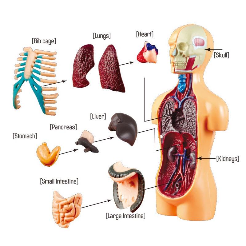 STEM Human Skeleton Model - Children's Educational Toy for Scientific Exploration