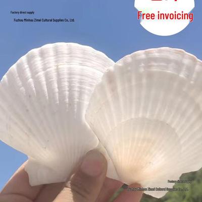 חתיכות צדפות טבעיות ליצירה וציור בגן – צדפות לבנות גדולות וצדפות חצוצרה