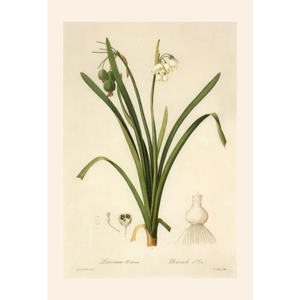 Pósters y Grabados Botánicos Vintage Color Melocotón Lirio de Barbados Crinum Pintura sobre Lienzo Arte de Pared Imagen para Decoración de Habitación Oficina
