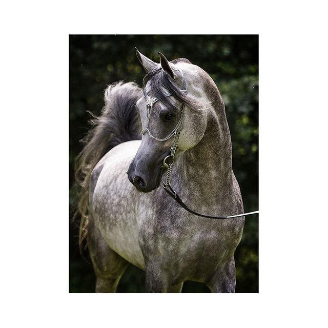Modernes weißes arabisches Pferd, Leinwandgemälde, Wandkunst, Bilder, Tierposter und Drucke für Wohnzimmer, Heimdekoration, Cuadros