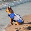 Hundeschwimmweste Hundelebenswesten Zum Bootfahren Reflektierende Streifen Schwimmhilfe Für Outdoor Kajak Pool Reisen See Strand Bootfahren