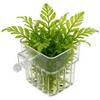 1pcs Plant Holder For Fish Tank Transparent Hangable Pot Cup Aquatic Plant Holder For Fish Tank Hydroponic System Indoor Home