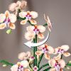 866 Teile Kreatives Bouquet Orchideenblumen Bausteine Romantische Heimdekoration Steine Spielzeug Valentinstagsgeschenk 10311