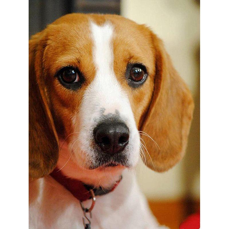 5D Diamond Painting Dog Cross Stitch სრული მრგვალი ბრილიანტის ნაქარგები მოზაიკა ცხოველთა ხელნაკეთი Rhinestone სახლის დეკორი