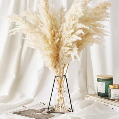 5/10/20Pcs White Reed Pampas Grass Wheat Ears Rabbit Tail Grass Natural Dried Flowers Bouquet Wedding Decoration Hay for Party Bohemian Home