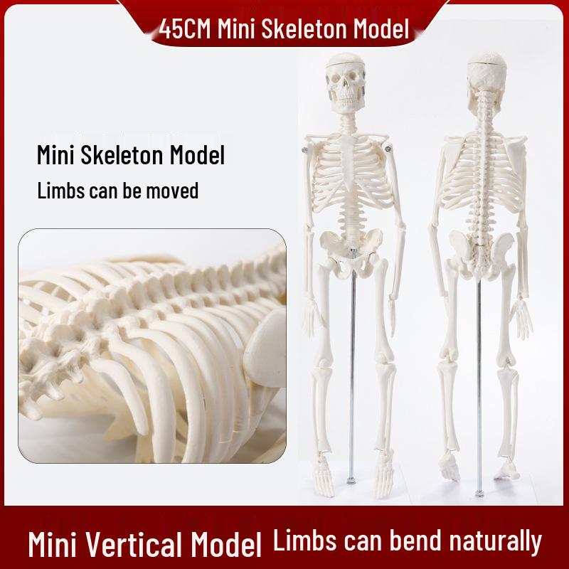 170cm Adult Human Skeleton with 85cm Spine Model for Teaching
