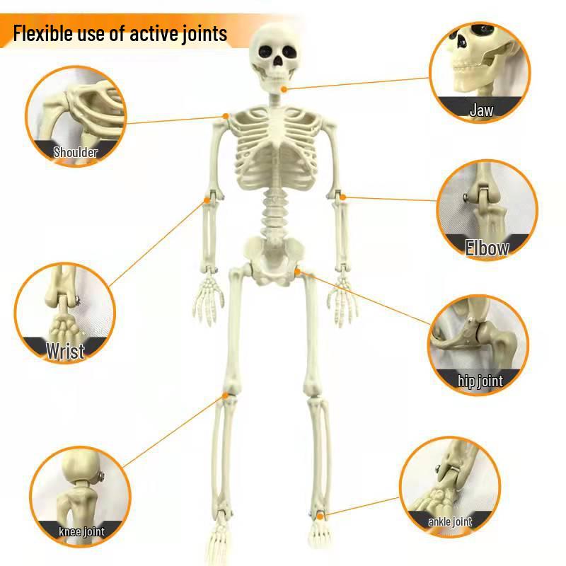 Halloween 60cm Human Skeleton Decoration for Haunted House Festival Props