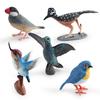 Realistische Vogel Figur Kuckuck Mannequin Kolibri Rotkehlchen Modell Miniatur Figur Kinder
