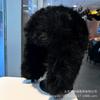 New autumn and winter imitation mink hair Lei Feng hat children thickened warm plush ear protection hat Northeast snow riding winter hat