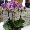 50Pcs Plant Fix Clips Orchid Stem Vine Support Flowers Tied Branch Clamping