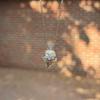 Ice Cream Shape Necklace Imitation Pearl Diamond Sparkling Collarbone Chain Temperament Simple Jewelry Women