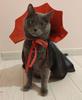 Cross-border Halloween Pet Costume: Witch Cape for Cats & Dogs