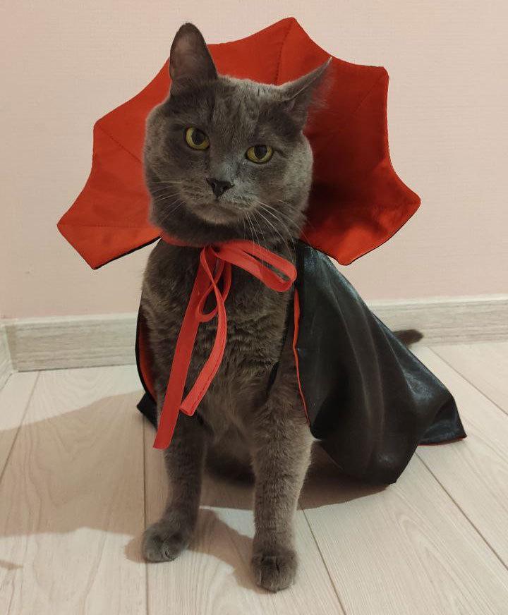 Cross-border Halloween Pet Costume: Witch Cape for Cats & Dogs
