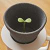 Plus D +D Kinome Ceramic Coffee Filter   Kinome Coffee Filter