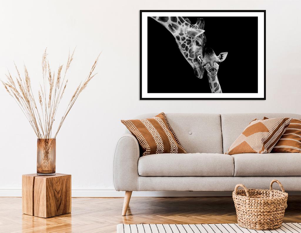 Obraz plakat w ramie 33x43 cm żyrafy p2256