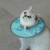 Pet Elizabethan Collar Waterproof  Adjustable Post-Surgery Recovery Collar for Cat Dog Protective Prevent Licking Pet Collar