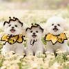 Pet Outfit Elastic Pet Knitted Hat Bee Shaped Comfortable Dog Scarfs Warm Dog Drool Towel Pet Accessories