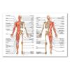 Anatomical Poster Set Laminated Muscular, Skeletal, Digestive, Respiratory, Circulatory, Endocrine, Lymphatic, Male & Female