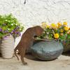 1 Pc Rustic Rusty Metal Cat Garden Statue Durable Freestanding Lawn Ornament Ideal for Mother's Day Gift Perfect for Garden & Patio, Garden Decoration