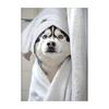 Cute Shower Dog Bathroom Decor Poster Dog in Bathtub Print Animal Murals Canvas  for Home Decor Dog Lover Gifts