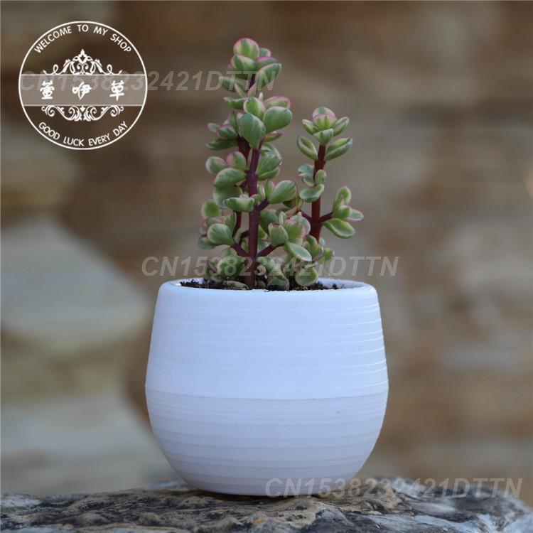 1/2/3PCS Plastic Flowerpot Small Green Plant Flowerpot Plant Desktop Potted Solid Color Mud Holder 2025 Succulent Plant Pot