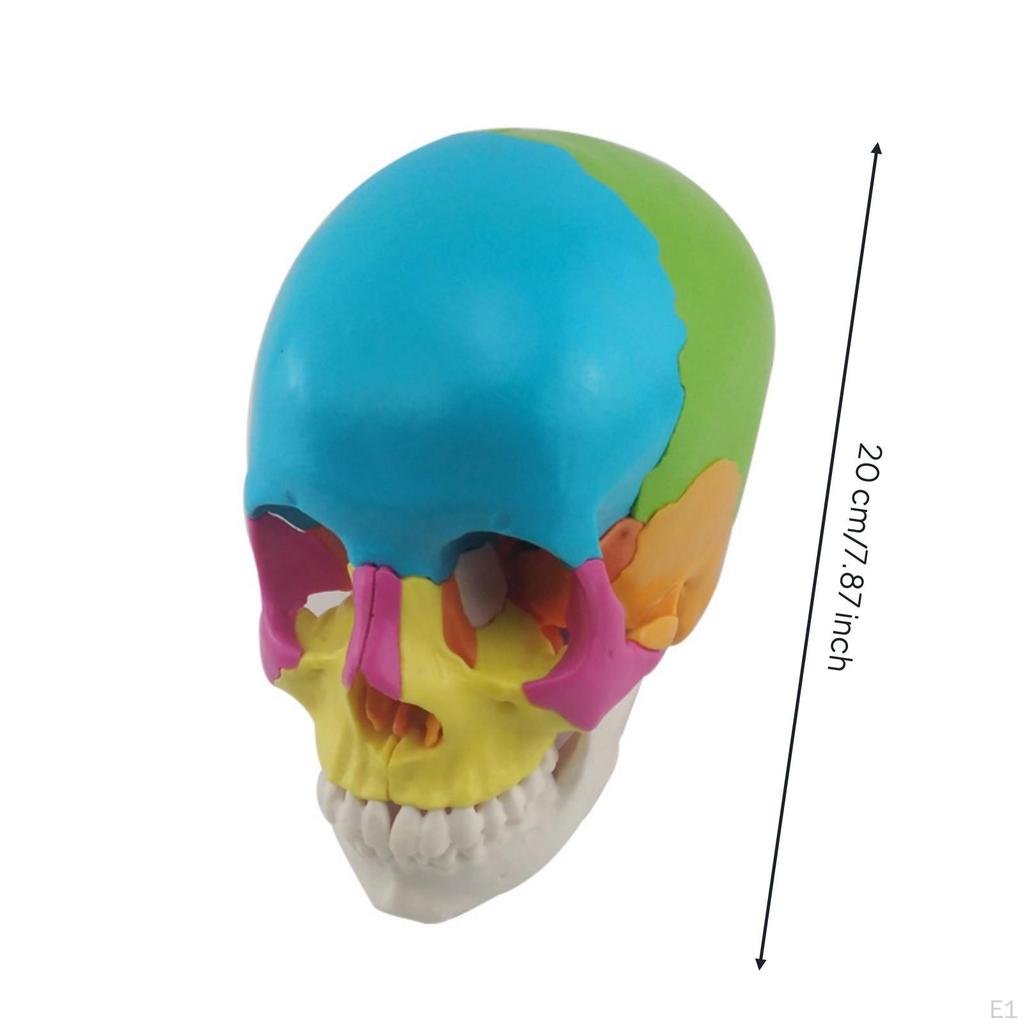 Structural Human Cranium Model 22Part with Detachable Parts Anatomically Accurate for