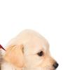 Cititor portabil de microcipuri pentru animale de companie EMID FDX-B(ISO11784/85) Scaner de etichete pentru animale RFID EMID pentru animale/animale de companie/câine/pisică/porc