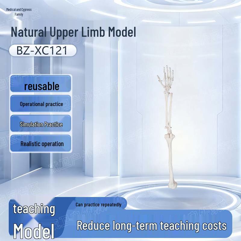 Ebaik Life-size Upper Limb Model