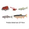 Life Cycle of Salmon Toys Montessori Fish Growth Figure Teaching Birthday Gifts