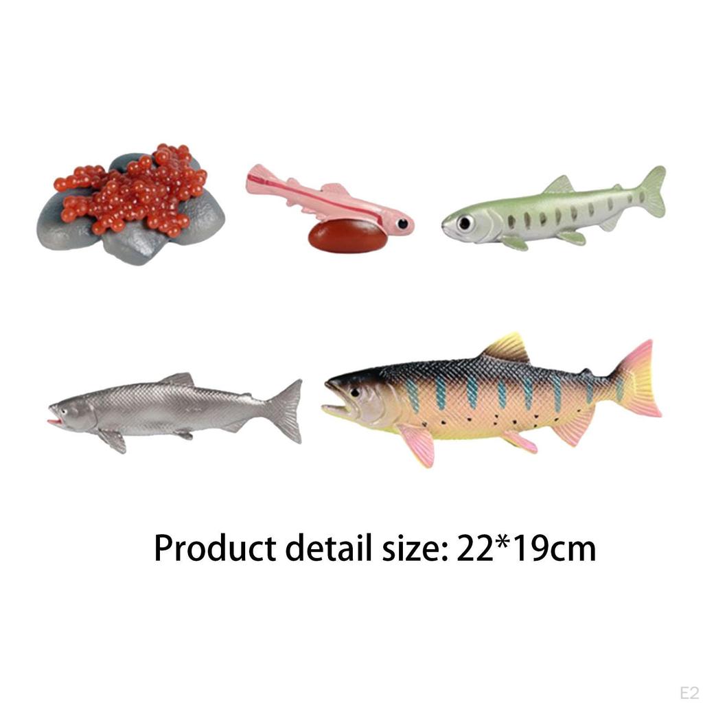 Life Cycle of Salmon Toys Montessori Fish Growth Figure Teaching Birthday Gifts