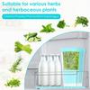 Plastic Refrigerator Transparent Fresh-keeping Container Coriander Mint Multi-purpose Vegetable Efficient Fresh-keeping Box
