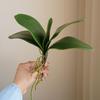 Simulation Leaves Non-Wilting Fake Phalaenopsis Orchid Leaves Home Decor