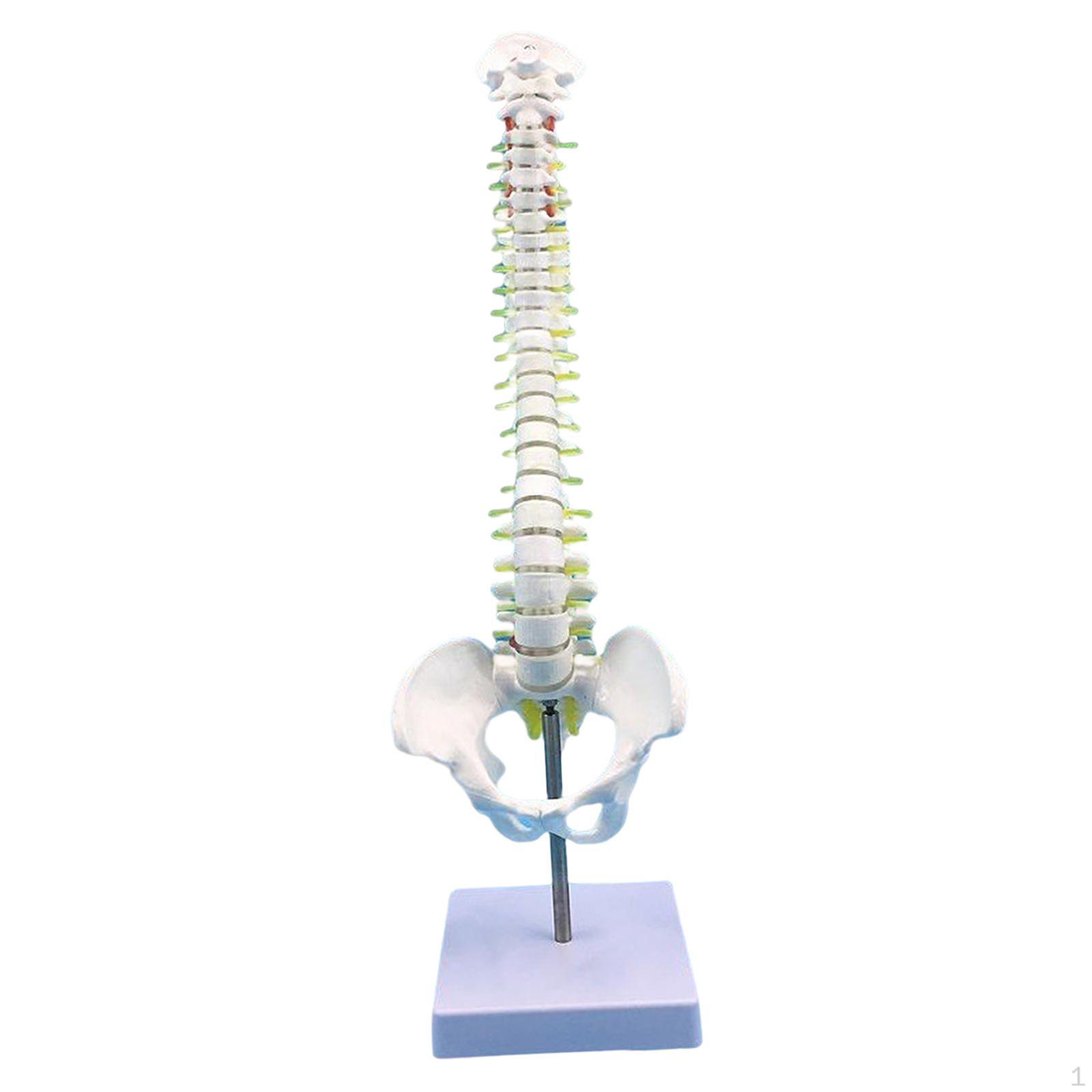 Детальная модель позвоночника с тазом - Пособие для изучения науки without femur