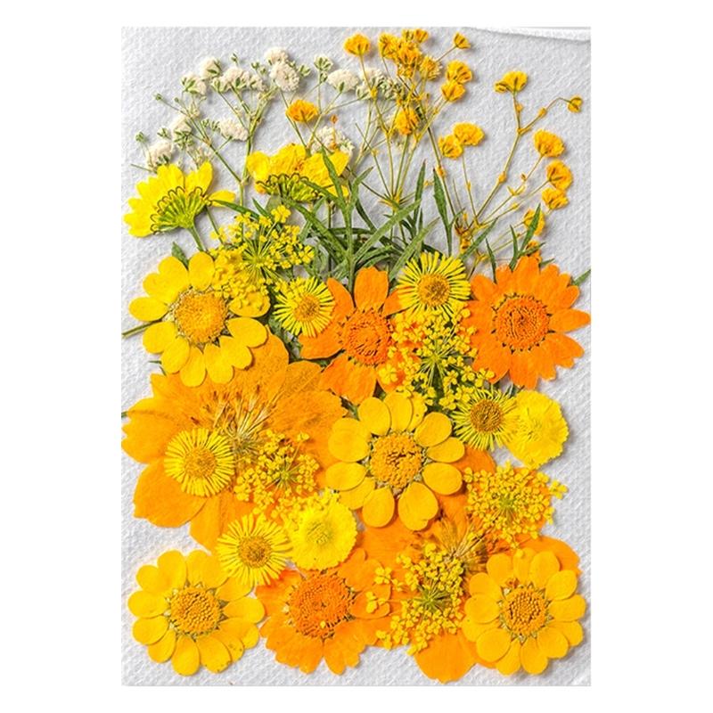 Colorful Real Dry Herbs Set Assorted Dried Flower Bundle Pressed Flower for Creative Scrapbook and Decors