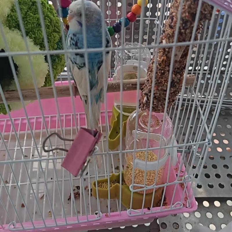 2PCS Automatic Auto Waterer For Parrots Budgies Cockatiels Safe Plastic Water Dispenser Feeder Easy Maintenances