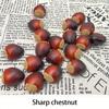 Realistic Artificial Chestnuts,12 Flat & 12 Pointed Durable Plastic Brown Decor for Home Parties,Festive Photography Props