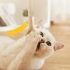 Cat and Dog Bite Rope Toy a Self Soothing Toolfor Relieving Boredomgrinding Teethenduring Bites Consuming Energyteasing Catstick