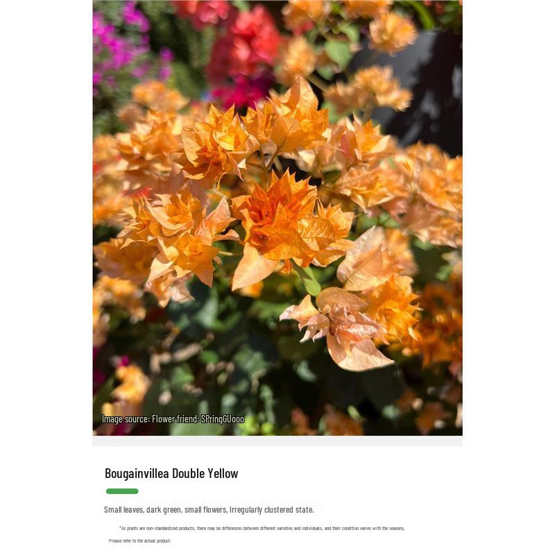 Large Bougainvillea Climbing Plant with Flowers - Indoor/Outdoor Greenery for Balcony and Courtyard